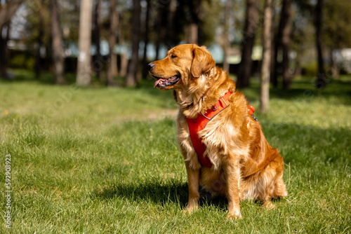 Golden retriever sits in the park on the grass