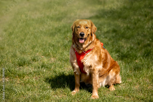 Golden retriever sits in the park on the grass