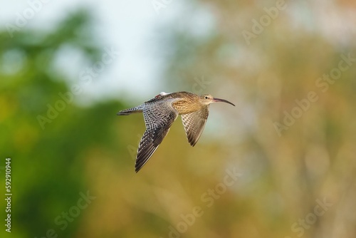 Beautiful shot of a Eurasian whimbrel flying