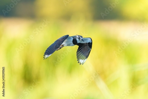 Beautiful shot of a Northern lapwing flying