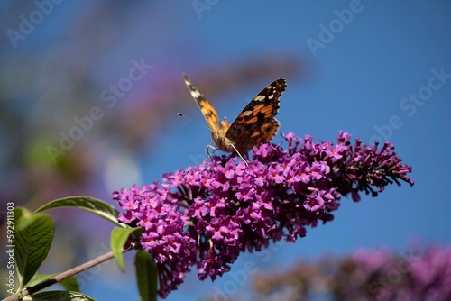 Closeup of a painted lady buttefrfly on a purple summer lilac flower