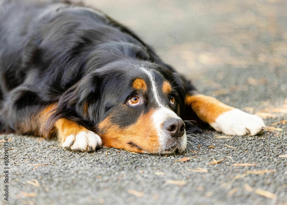 Closeup shot of an adorable Bernese Mountain Dog in a park Closeup shot of an adorable Bernese Mountain Dog in a park