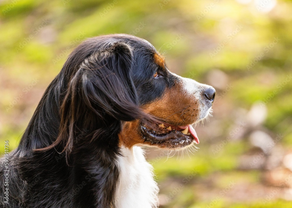 Closeup shot of an adorable Bernese Mountain Dog in a park