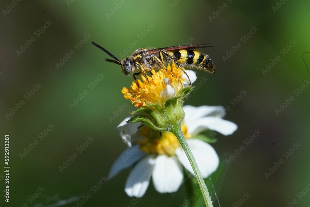 Selective focus shot of a five-banded thinned wasp (Myzinum quinquecintum) perched on a flower Selective focus shot of a five-banded thinned wasp (Myzinum quinquecintum) perched on a flower