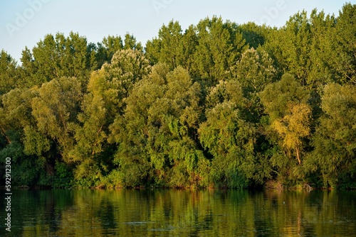 Scenic view of dense trees at the coastline of Danube river