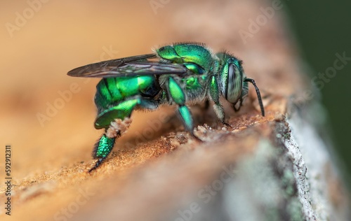 Macro shot of pure gold-green sweat bee (Augochlora pura)