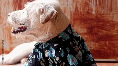 Floral shirt wearing terrier pet dog enjoying the light and warmth of summer coming from the doorway, candid carefree moment photo