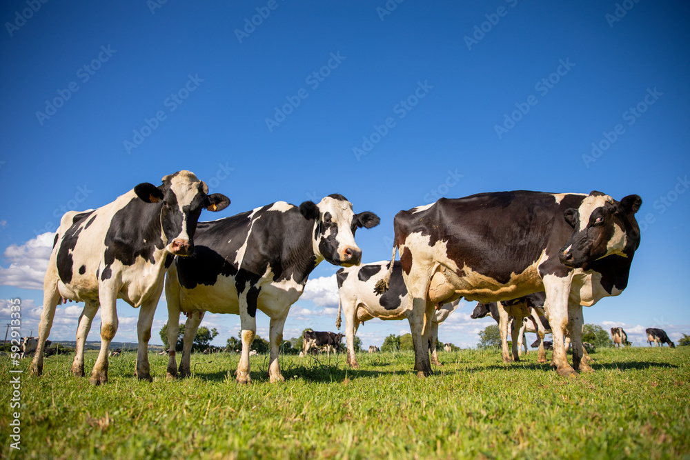 Troupeau de vache laitière noir et blanche et paysage de campagne au printemps.
