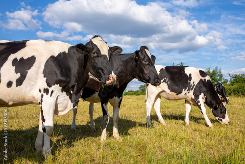 Troupeau de vaches laitière en pleine nature au printemps. © Thierry RYO