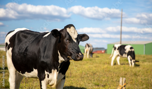 Vache de race laitière devant les bâtiments de la ferme et son troupeau en pleine campagne.