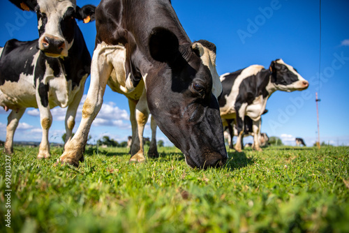 Vache laitière en train de brouter l'herbe verte dans les champ en pleine nature.