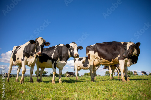 Troupeau de vache laitière noir et blanche et paysage de campagne au printemps.