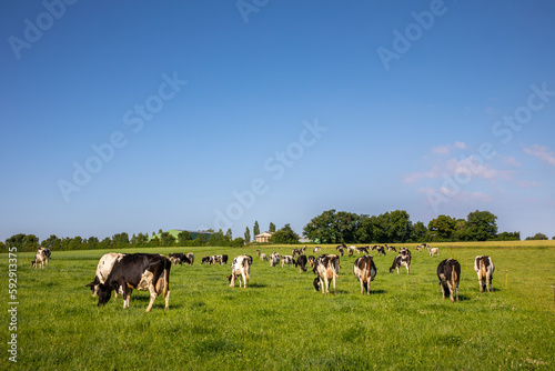 Troupeau de vache laitière en plein nature dans un paysage de campagne en France.