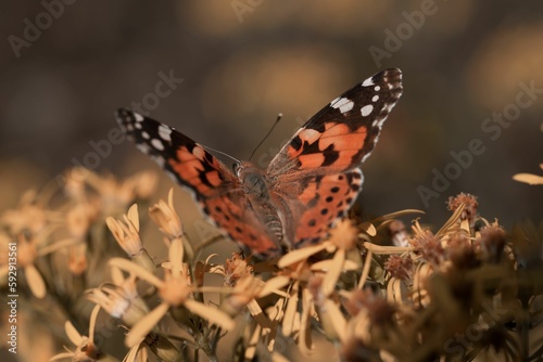 Macro shot of a Painted lady butterfly perched on yellow flowers