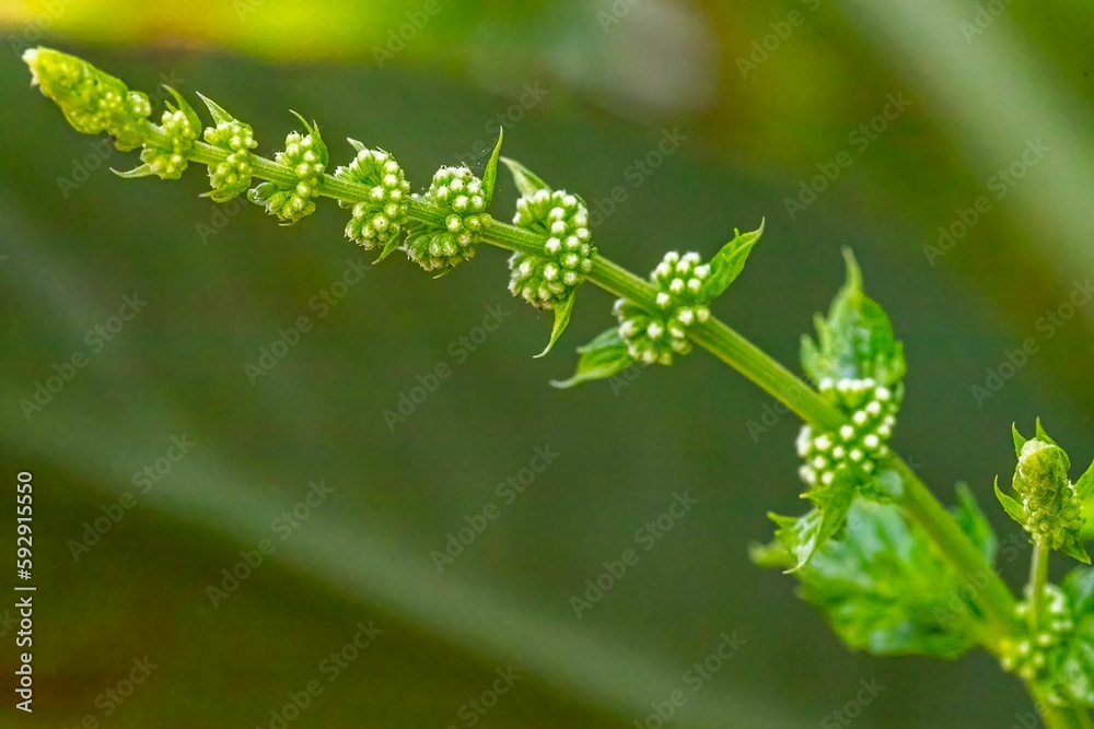 Beautiful closeup of buds and flowers of a mint plant in the garden Beautiful closeup of buds and flowers of a mint plant in the garden