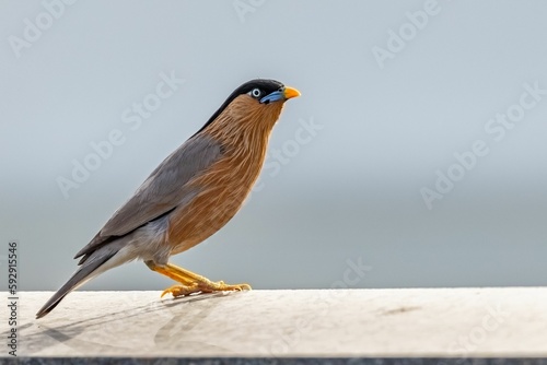 Beautiful view of a Brahminy Starling on a airy day with hairs up