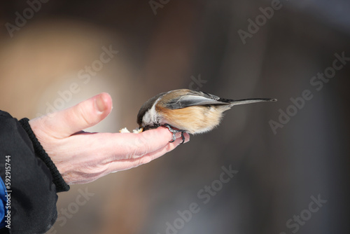 Aus der Hand fressen photo