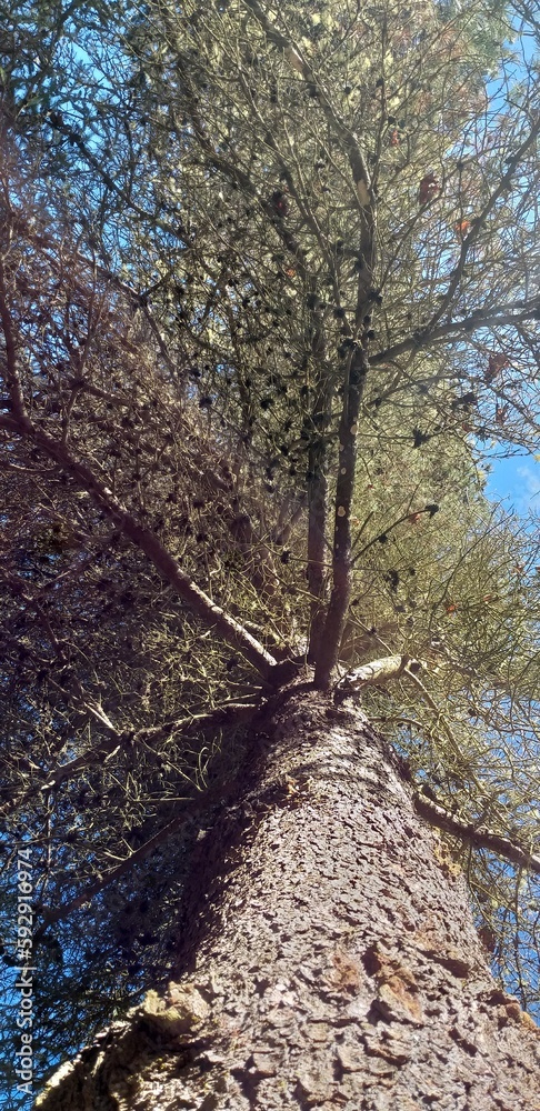 Fototapeta premium pine tree in the forest