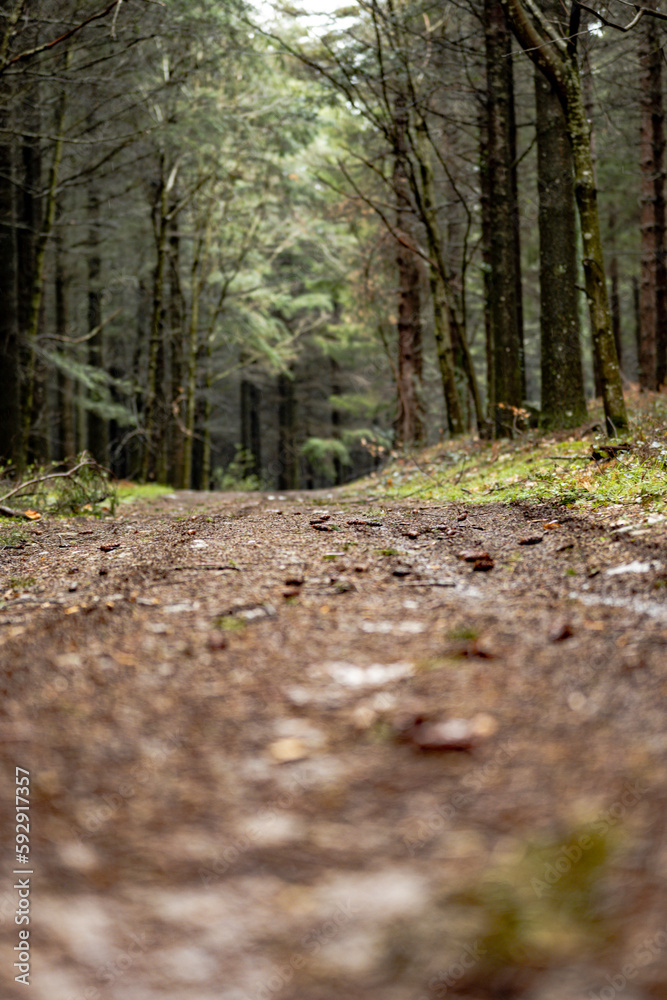 footpath in the woods