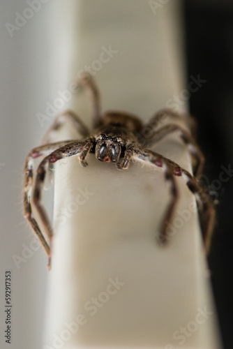 huntsman spider up close photo