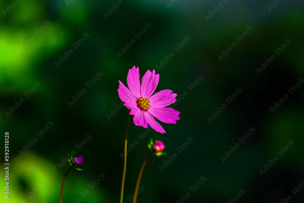 Obraz premium Leaves and flowers of the cosmea.