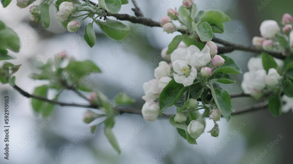 Spring tender apple flowers closeup shot Spring tender apple flowers closeup shot