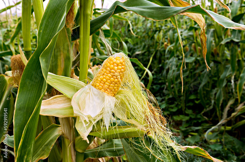 Close up of ripe corn cob. Image depicts sustainable  agriculture industry in...