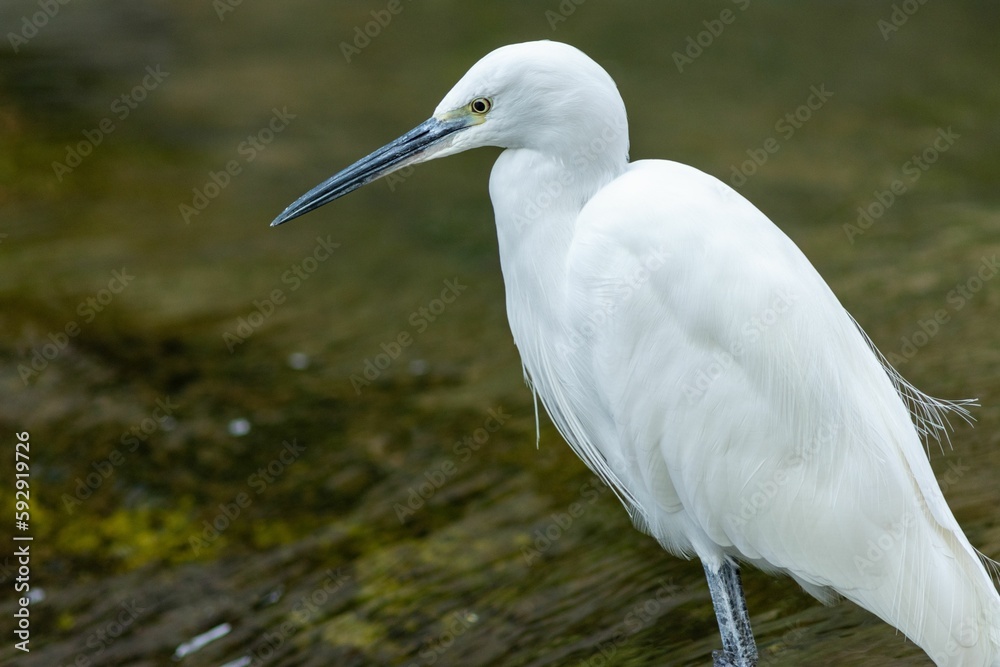 Closeup of a beautiful Little egret perched in the water during the daytime Closeup of a beautiful Little egret perched in the water during the daytime