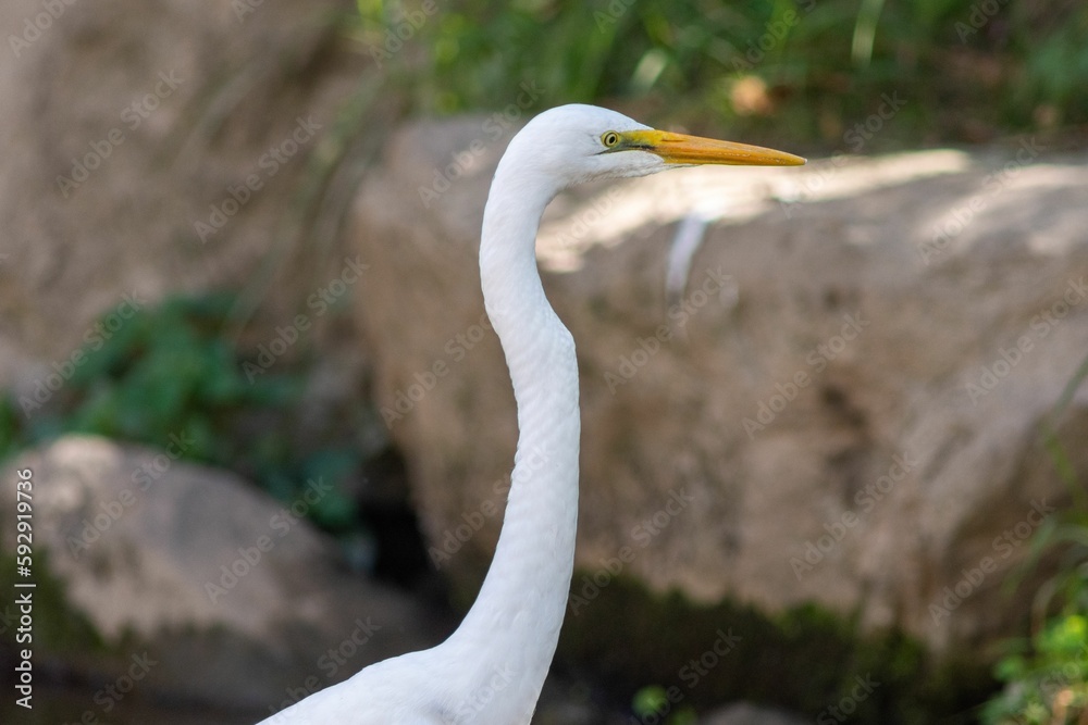 Closeup of a white Eastern great egret bird perched in nature during the daytime Closeup of a white Eastern great egret bird perched in nature during the daytime