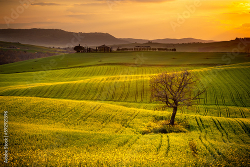 beautiful view tuscan landscape panorama wth tree in canola field in tuscany italy with hills meadows and cypress trees. europe italian tourism travel concept background