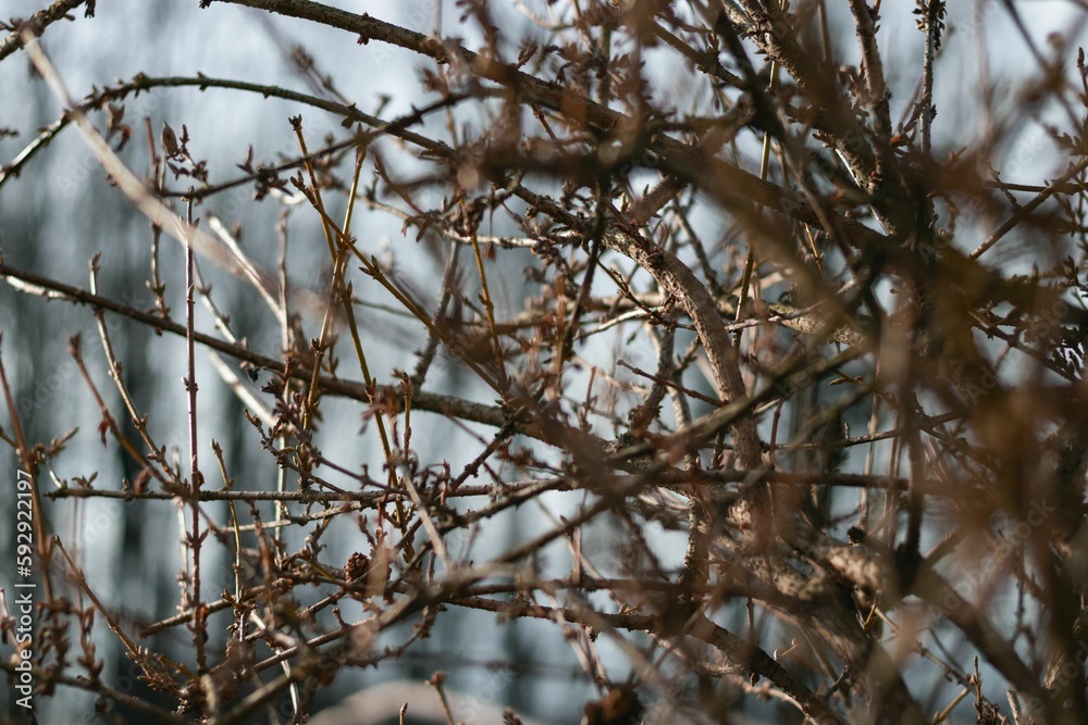 Closeup of branches of a tree during winter Closeup of branches of a tree during winter