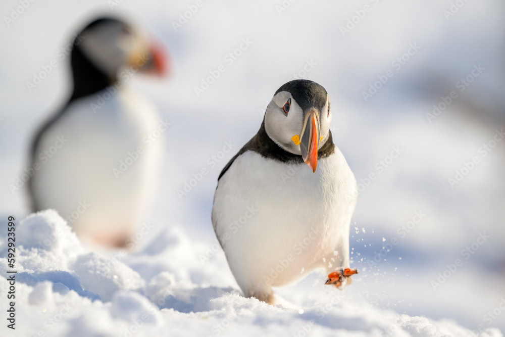 Obraz premium Atlantic puffin (Fratercula arctica) in snow at Hornøya island, Norway