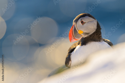 Atlantic puffin (Fratercula arctica) in snow at Hornøya island, Norway photo