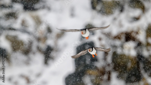 Atlantic puffin (Fratercula arctica) in snow at Hornøya island, Norway photo