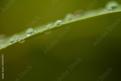 Closeup shot of water drops on a green leaf on a blurred background