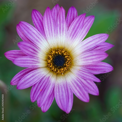 Selective focus of a purple Gerbera