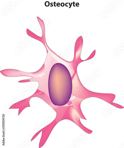 Osteocyte
