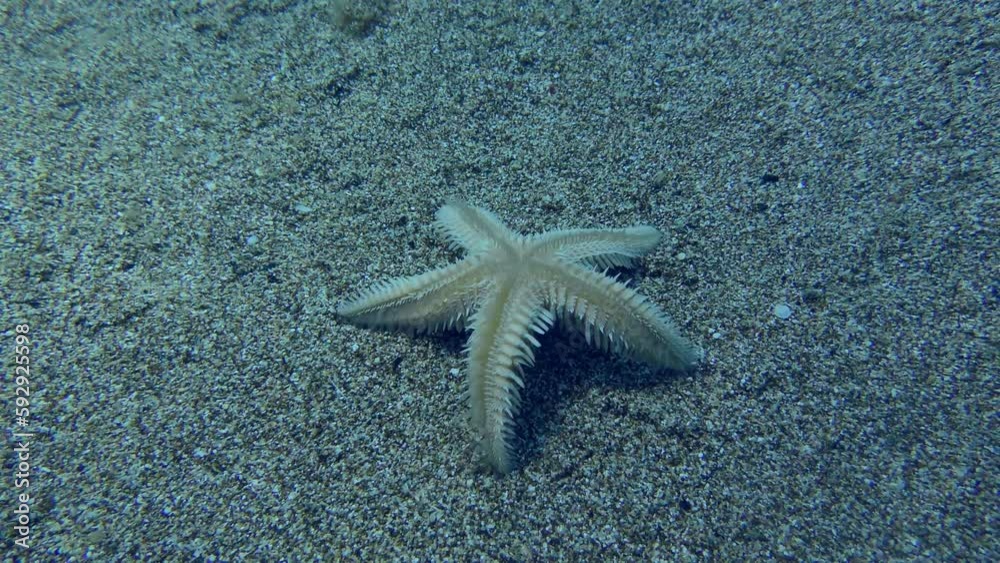 Inverted Sand Starfish or Slender sea star (Astropecten spinulosus) returns to horizontal position, time-lapse. Inverted Sand Starfish or Slender sea star (Astropecten spinulosus) returns to horizontal position, time-lapse.