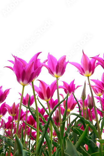 Spring blooming tulip field. Flowers tulips,  Spring floral background. © pdm