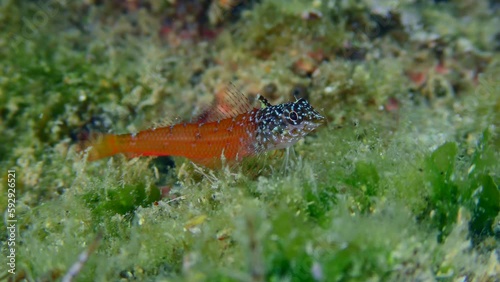 Underwater scene: Bright red male Black Faced Blenny (Tripterygion melanurum) looks for food on a rock overgrown with green algae, close-up. Mediterranean, Greece. photo