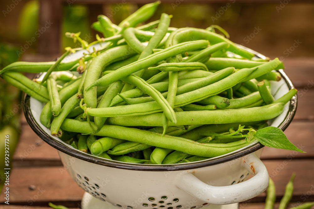 Fresh and tasty green beans in small greenhouse. Fresh and tasty green beans in small greenhouse.