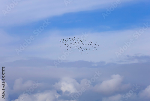 Vogelzug,Halbinsel Mönchgut, Rügen