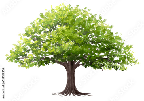 Vector watercolor of green tree side view isolated on white background for landscape and architecture drawing, elements for environment and garden, painting botanical for exterior section