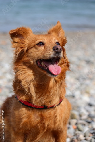 dog on the beach © Flavio