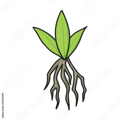 Stem of sugar cane vector icon.Color vector icon isolated on white background stem of sugar cane .