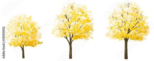 Vector watercolor of blooming ginkgo tree  side view isolated on white background for landscape and architecture drawing, elements for environment and garden, painting botanical for exterior section