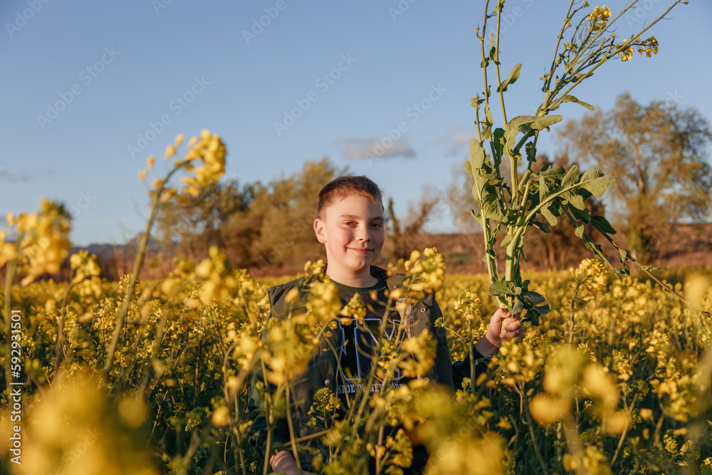 a child stands in a yellow field of flowers and holds a flower a child stands in a yellow field of flowers and holds a flower