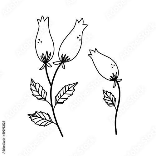 Rosehip set handmade minimalistic doodle drawing  graceful plants