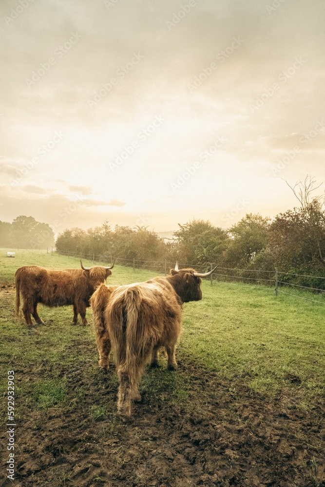 Closeup of brown Highland cattle in green pasture in valley in Upper Bavaria.