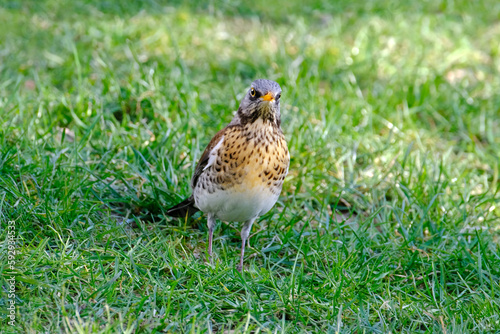 beautiful forest bird, thrush, Turdus pilaris jumps on spring green grass, looking for material to build nest, concept of nesting and breeding birds, wildlife protection, migration of feathered